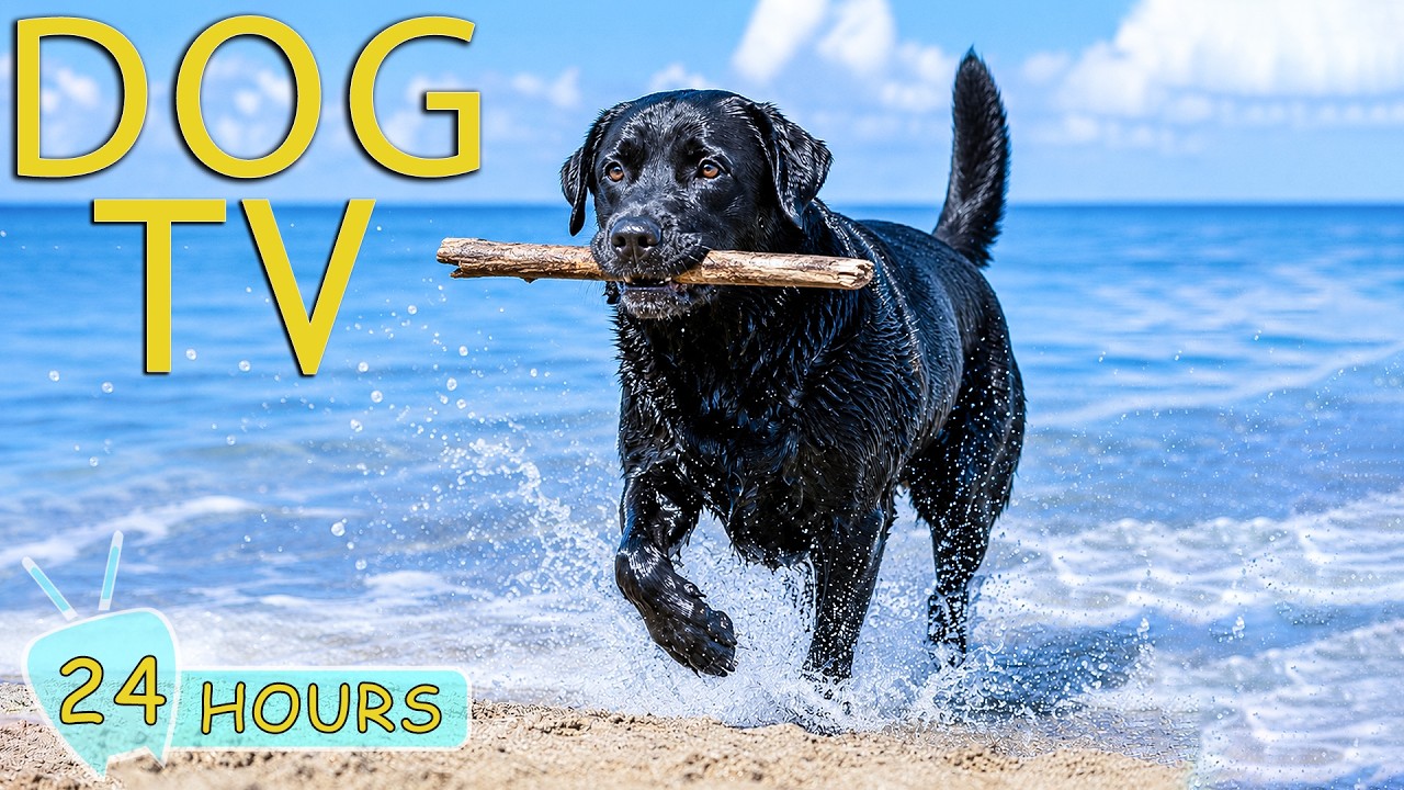 DOG TV: Videos Keep Dogs Entertain All Day with Relaxing Music for Dogs Home Alone - Music for Dogs