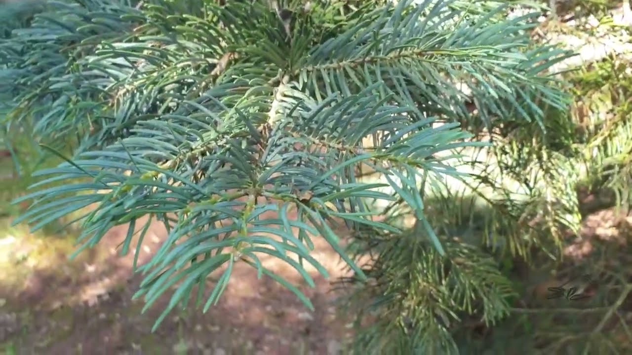 Abies concolor jedle ojíněná