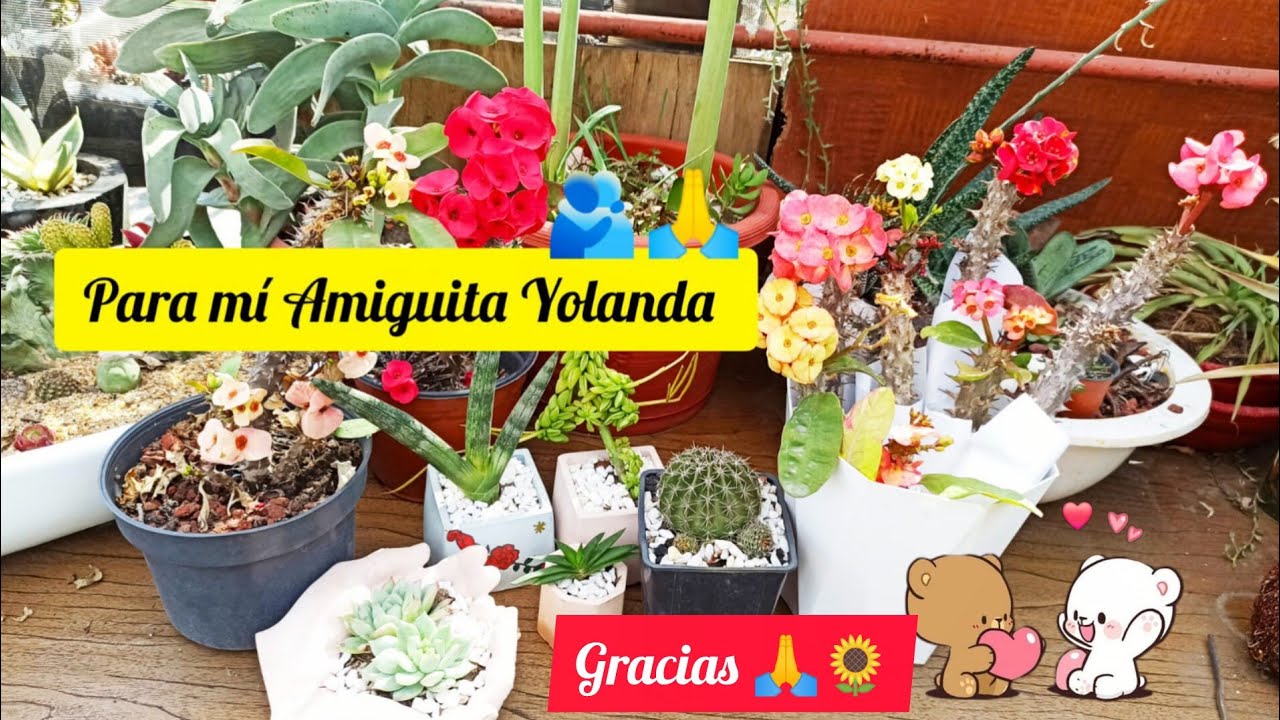 Un Obsequio de plantas para una Amiguita 🙏🌹🤗