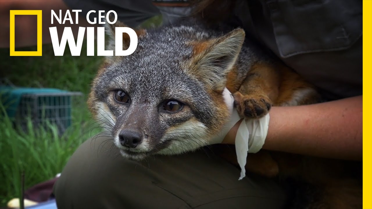 The History of Fox Island | United States of Animals