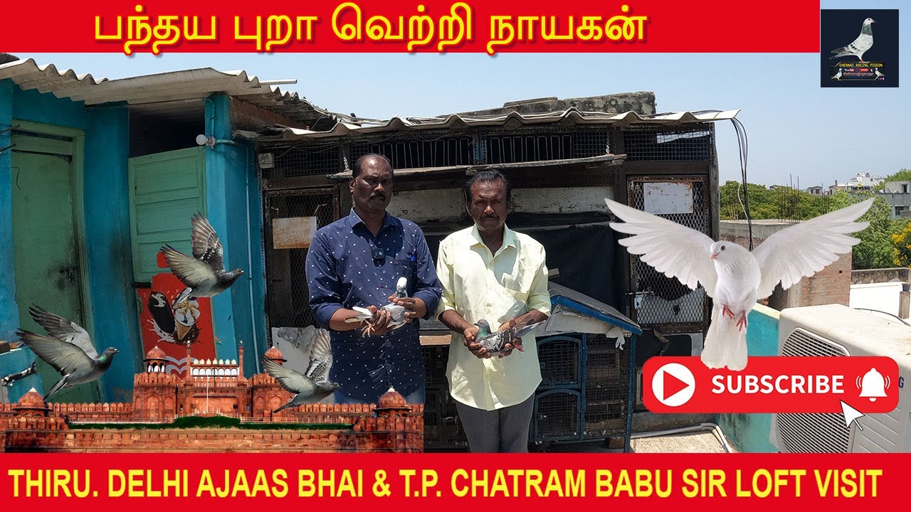 Thiru. Delhi Ajaas Bhai & Thiru. T.P. Chatram Babu Sir Loft Visit | சென்னை பந்தய புறா நாயகன்