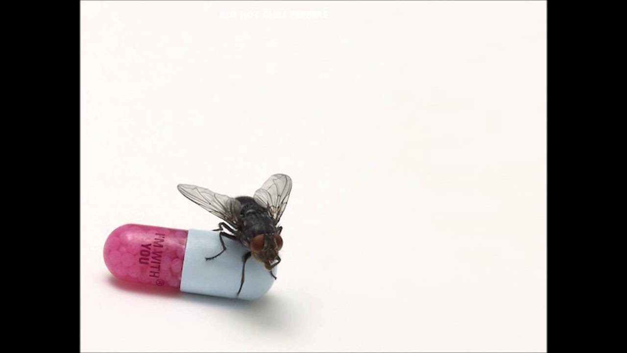 Red Hot Chili Peppers - Brendan's Death Song (Lyrics)