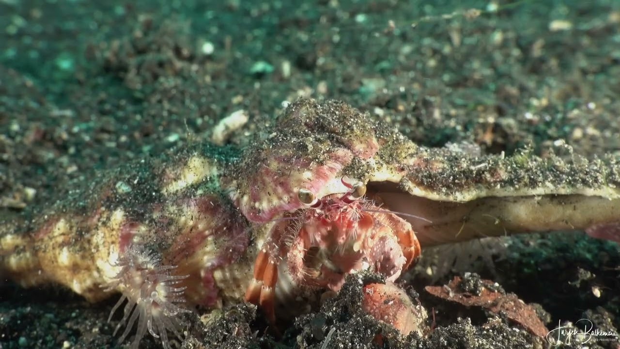 4 Diving Lembeh Strait