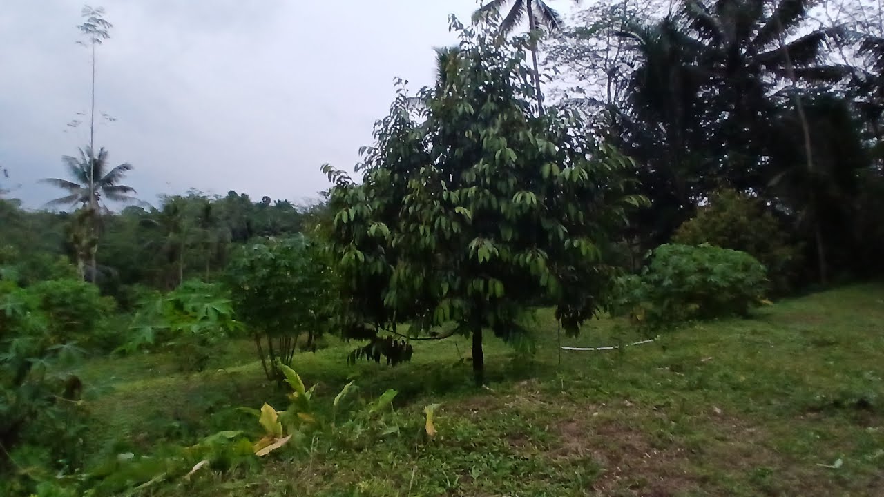 P  HJ  AGUS SURNARYA  PERAWATAN JALMI ALIT