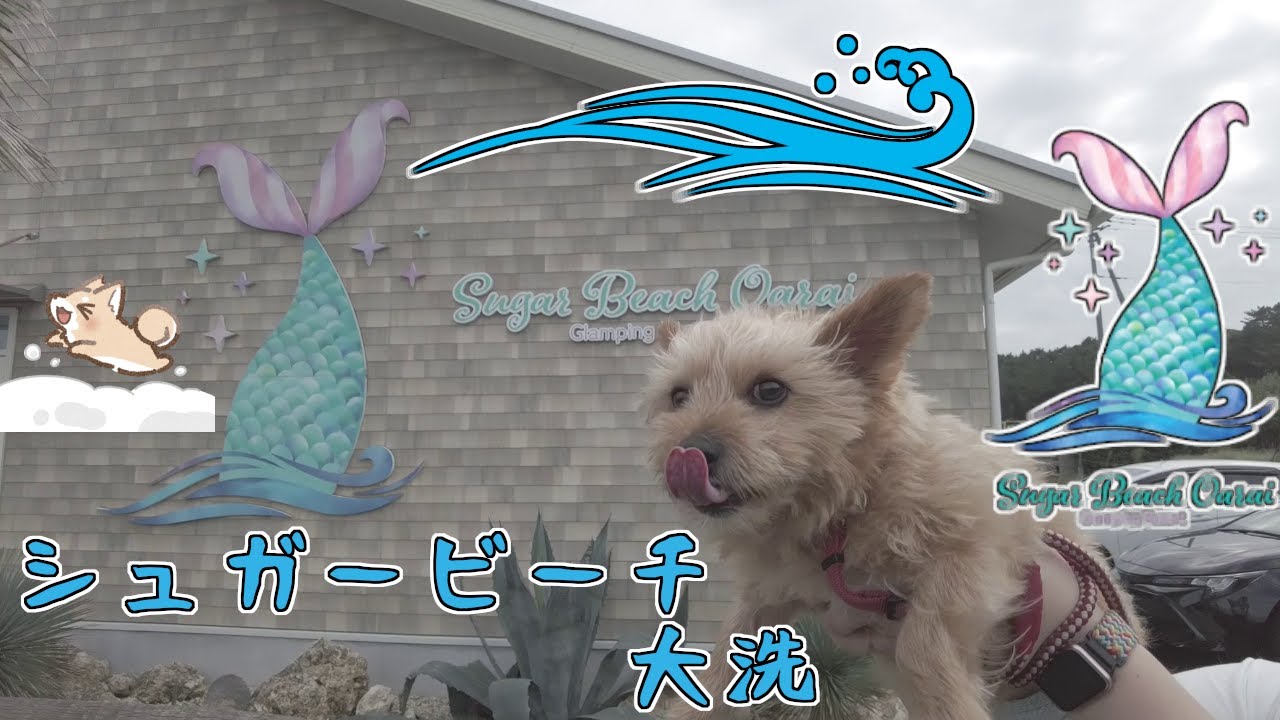 【大洗】シュガービーチに行ったノーリッチテリア【茨城】