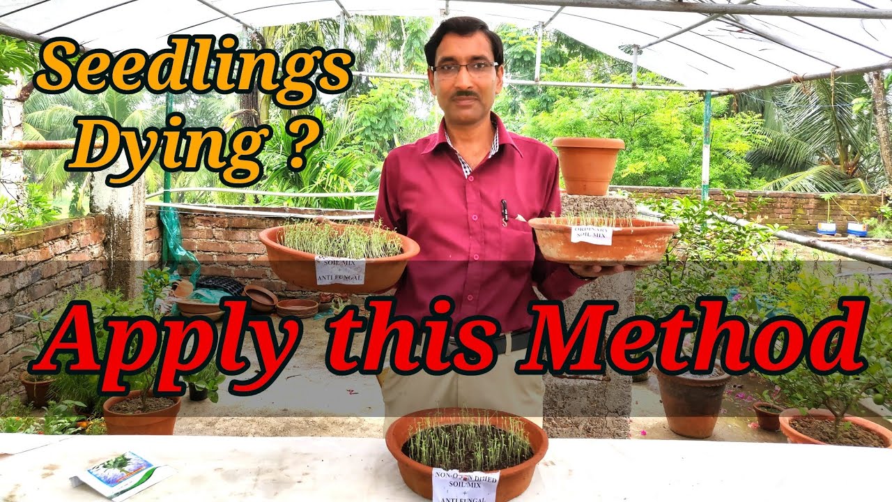Seedlings dying ? Apply this Method , No seedlings will die ever.