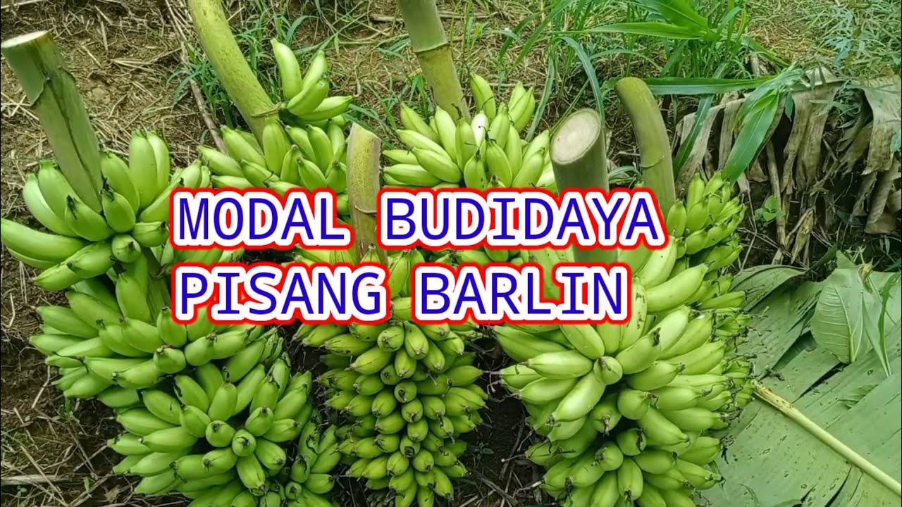 MODAL BUDIDAYA PISANG BARLIN PADA LAHAN SEMPIT