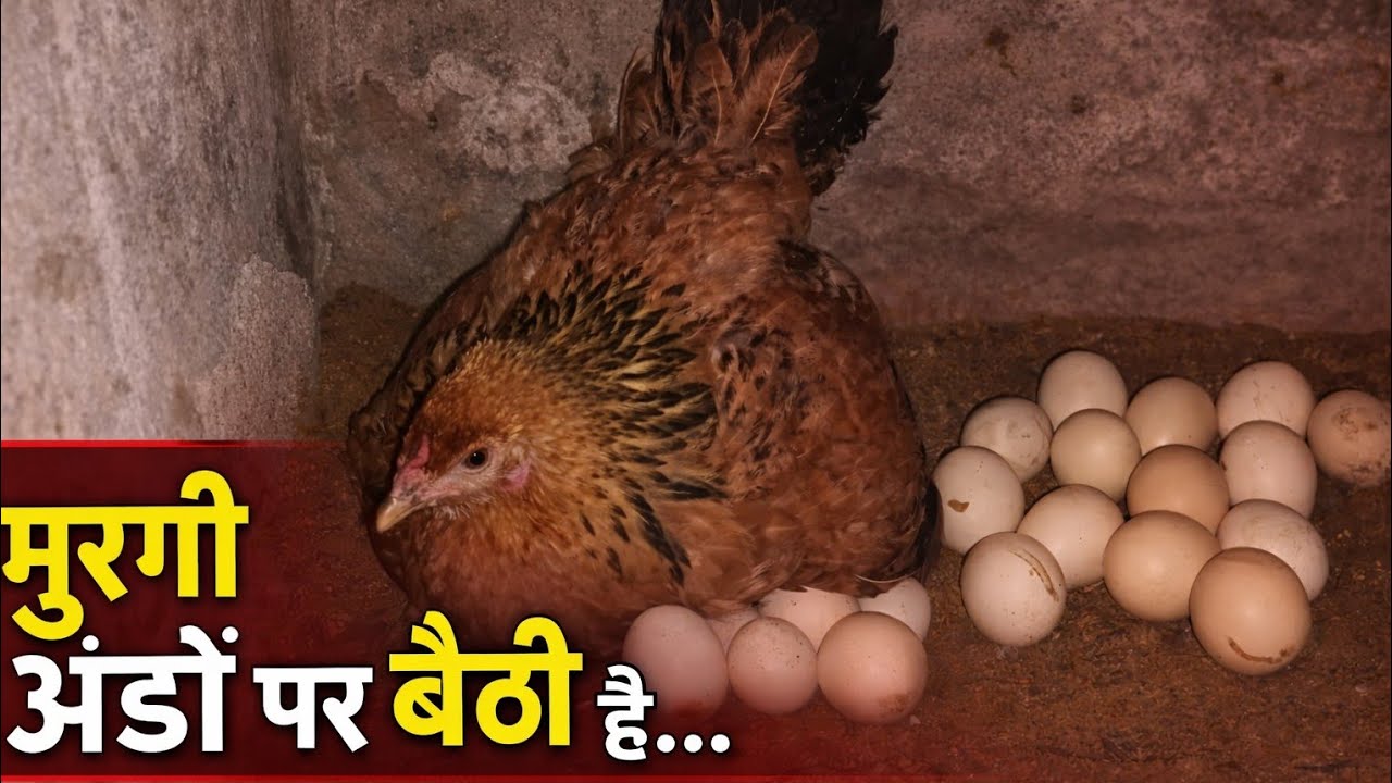 Aaj hamne hamri ek our murgi ko kudak pe bita diya 😮👍#viral #growth #vidioproplur