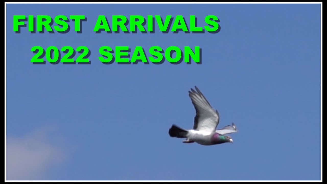 Vlog #148 ARRIVALS FIRST RACE 2022