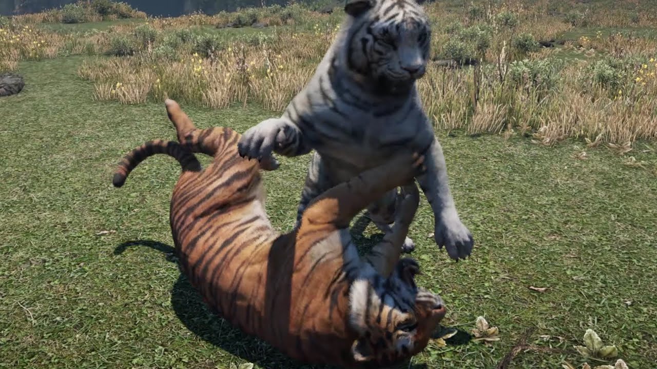 Tiger confronts all other predators