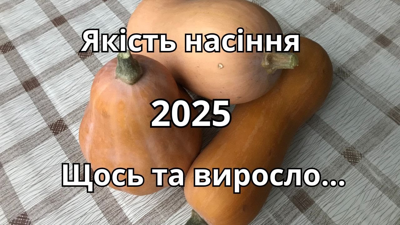Якість насіння. Щось та виросло...
