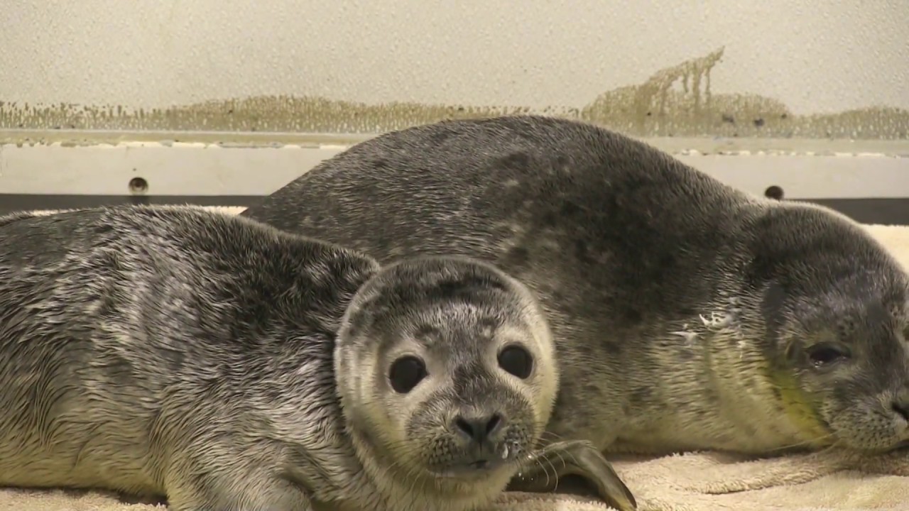 PCN National Marine Life Center
