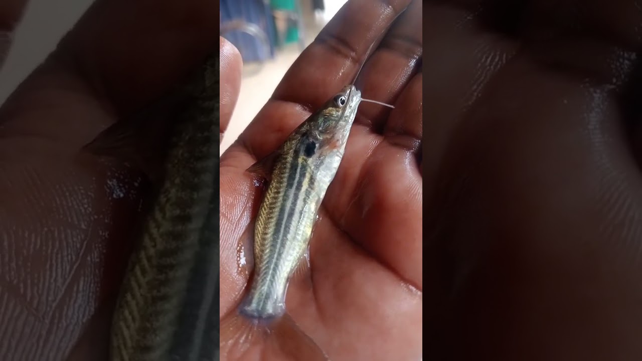 ✅👉👉Small Fish Big Challenge Underwater Survival छोटी मछली, बड़ी चुनौती | पानी के अंदर संघर्ष!😱😱🐠