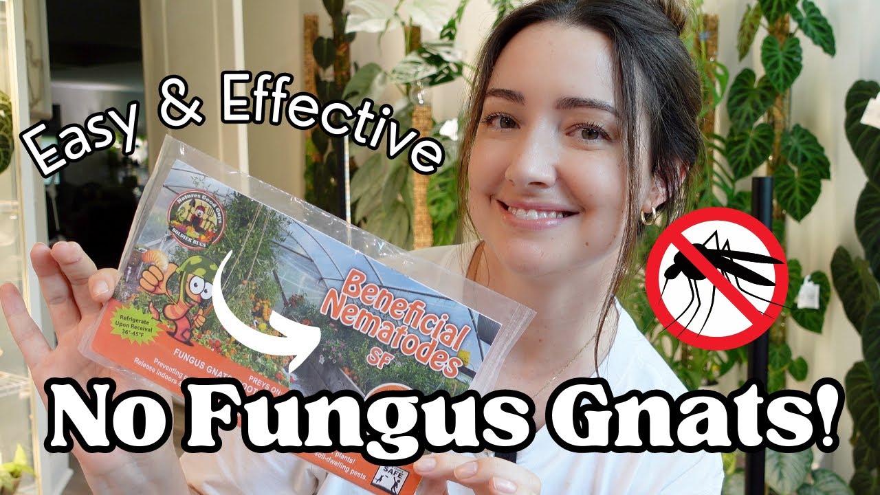 The BEST way to get RID of Fungus Gnats! STOP using BTI 🦟🚫