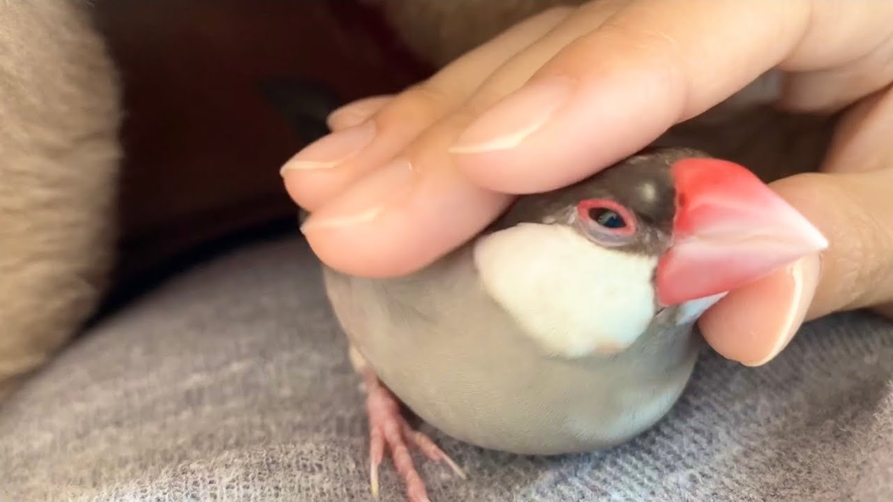 毛布に一緒に入ってくる文鳥 あずき　Java sparrow