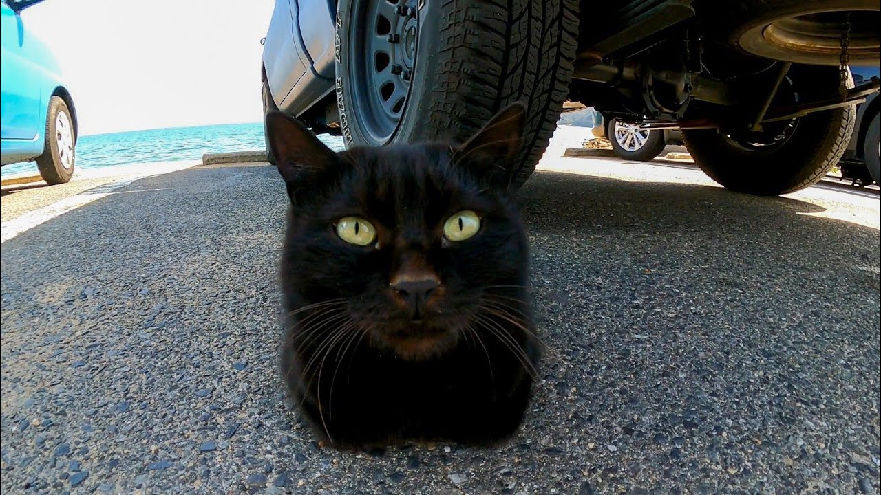 海辺に停めた車に戻ると野良猫が集まっていた