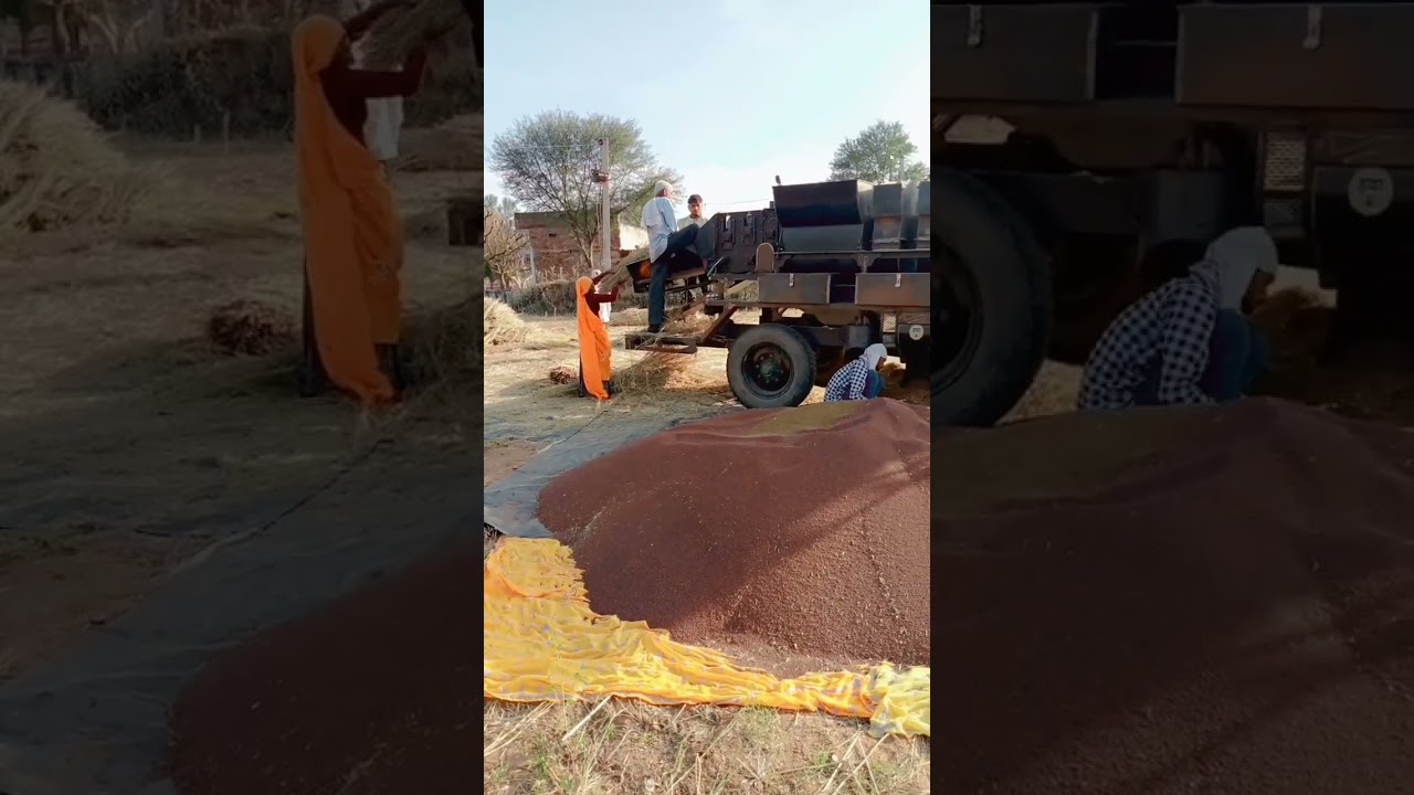 Desi kissan#trending #viral sarso#nikalinhlan