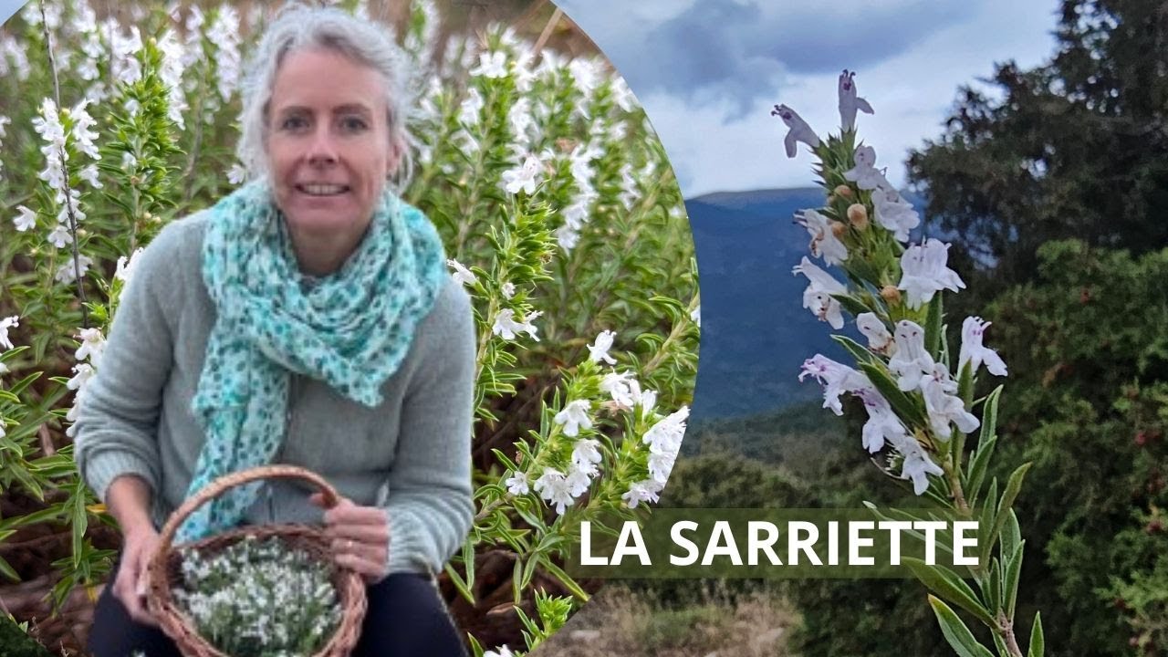 La sarriette