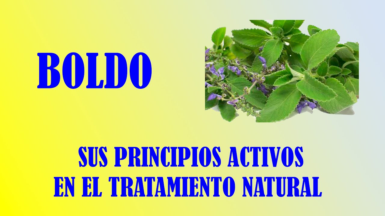 BOLDO (ACTIVE INGREDIENTS, USES AND CONTRAINDICATIONS)