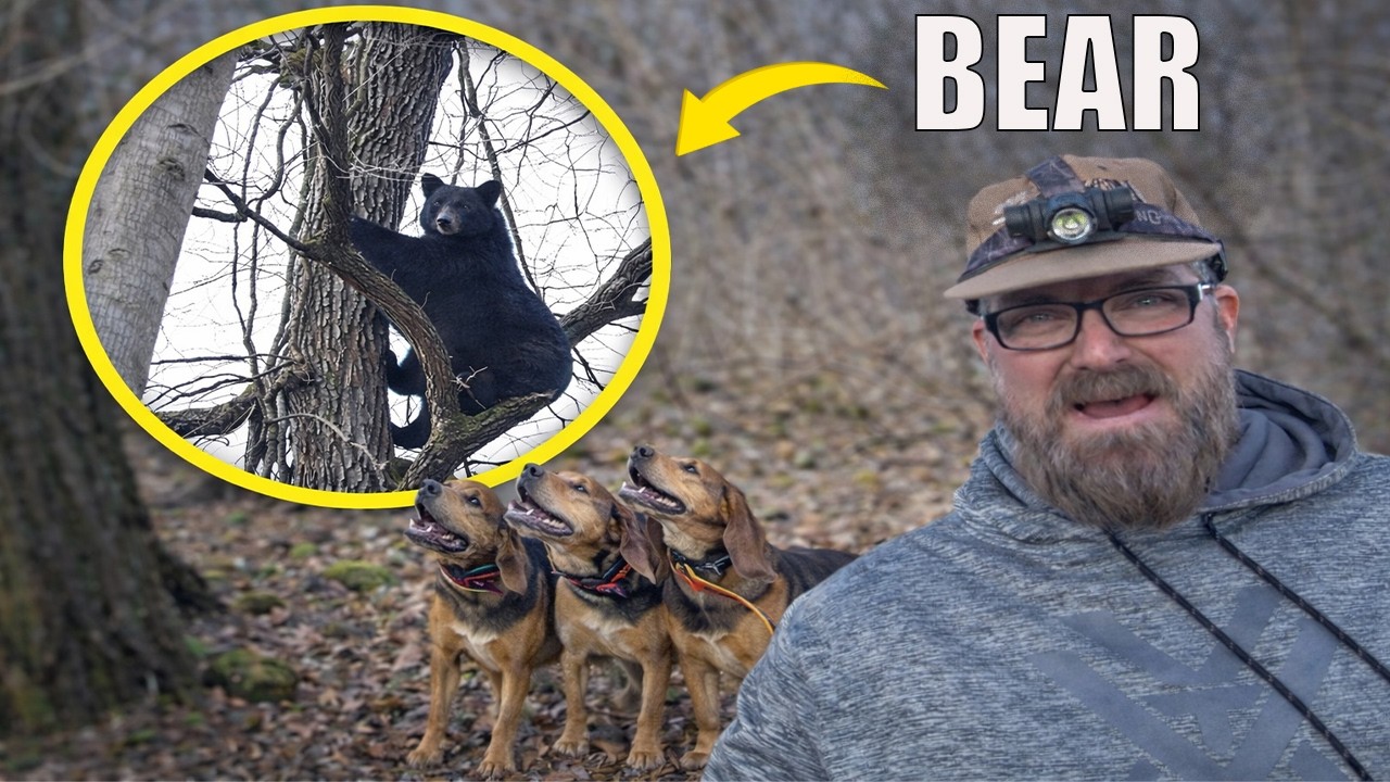 Big Bear at 2 YARDS! - Hunting Bears with Hounds