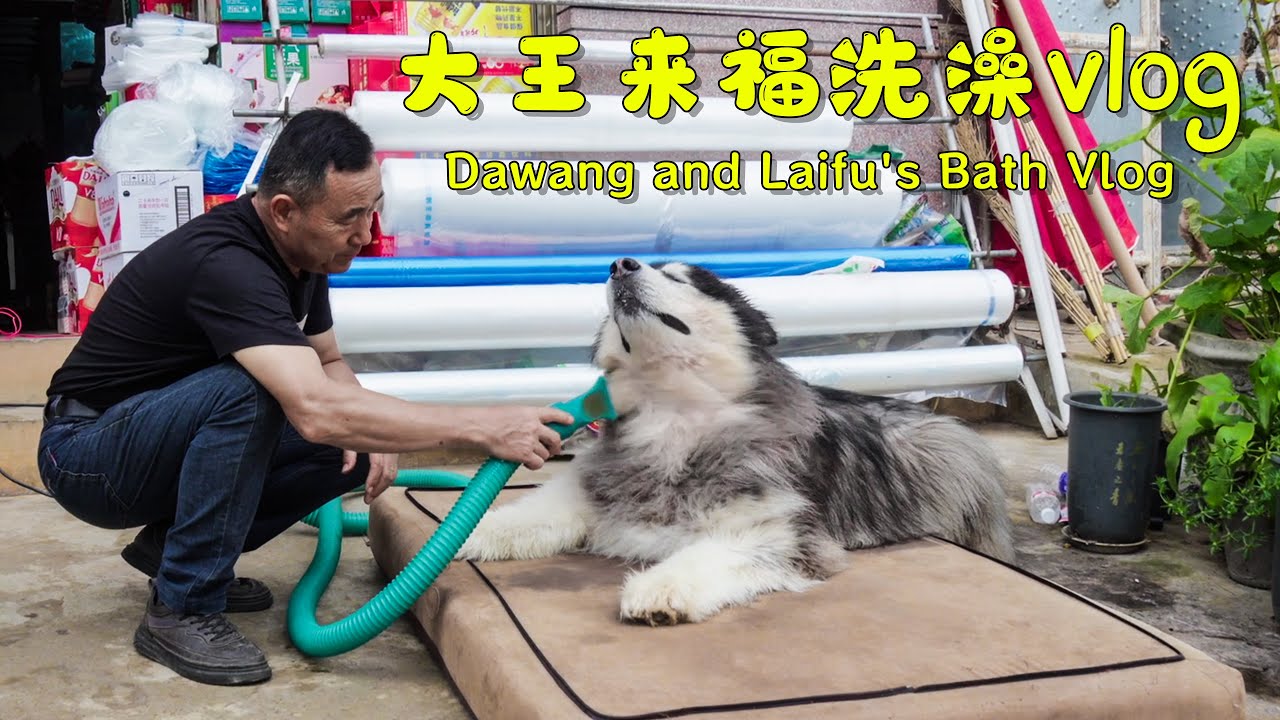 Bathing a 150-pound Alaskan dog, and the dog is so well-behaved! 【阿盆姐家的大王】
