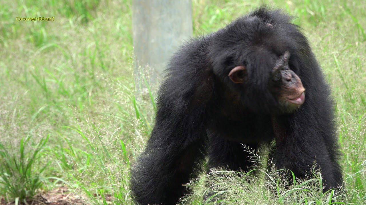 Oct 2019 Tama zoo chimps #6.1