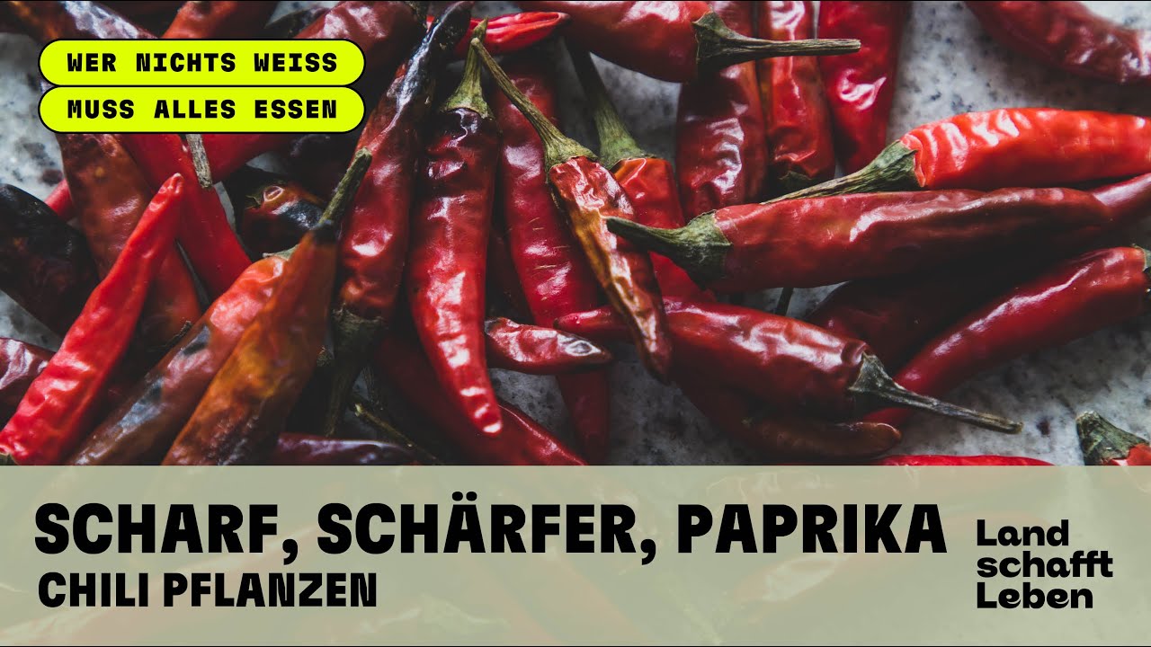 Scharf, Schärfer, Paprika: Chili Pflanzen
