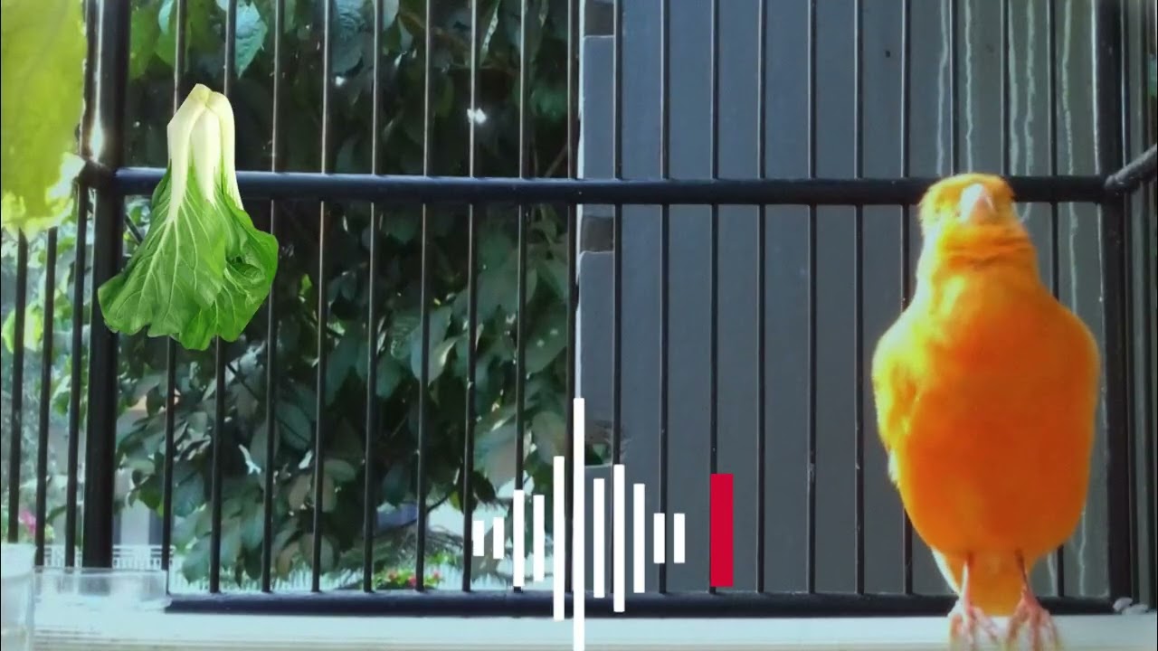 KENARI gacor PANJANG Cuit Cuit SUPER EMOSI || UNTUK Pancingan Kenari Paud || terapi AMPUH Kenari ||