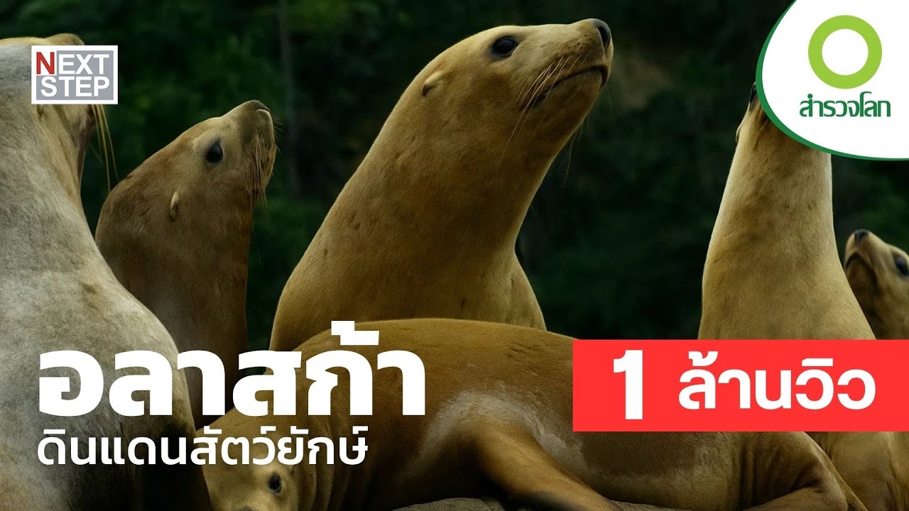 อลาสก้า ดินแดนสัตว์ยักษ์ ค้นหาสัตว์ป่าน่าพิศวงสุดแดนขั้วโลกเหนือ | สารคดี สำรวจโลก
