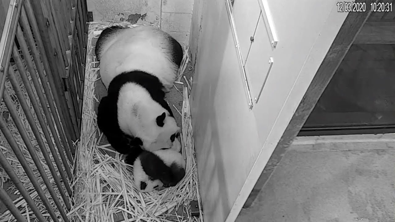 230503 MEI XIANG & XIAO QI JI THROWBACK