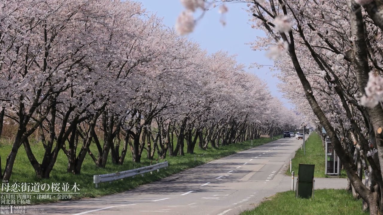 [石川]河北潟 母恋街道の桜並木[UHD8K顔声曲無] - Kahokugata Lagoon, rows of cherry trees along Haha Koi Kaido Road
