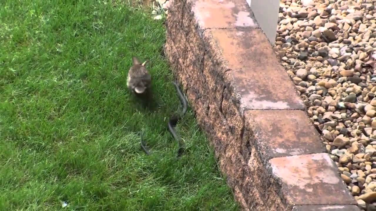 Rabbit Fight with Snake and Save a baby