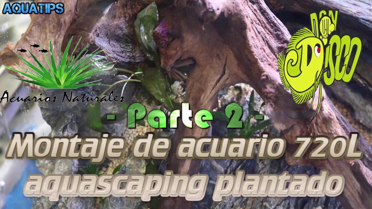 Montaje 720L aquascaping, Acuarios Naturales en Don Disco #4 || AquaTips