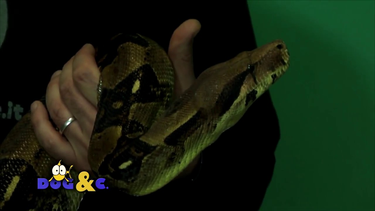 TROPICALIA A DOG & C PUNTATA 23 Il boa constrictor imperator