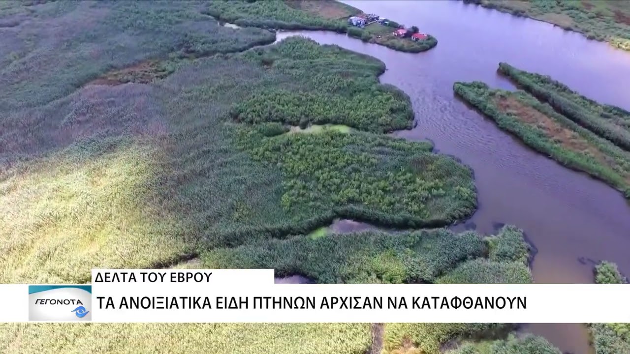 Τα πιο εντυπωσιακά πτηνά διαχείμασαν στο Δέλτα του Έβρου