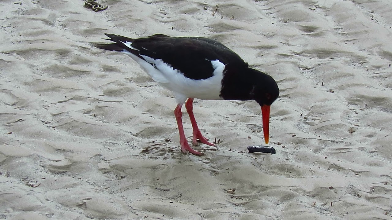 Oystercatcher cracking mussel