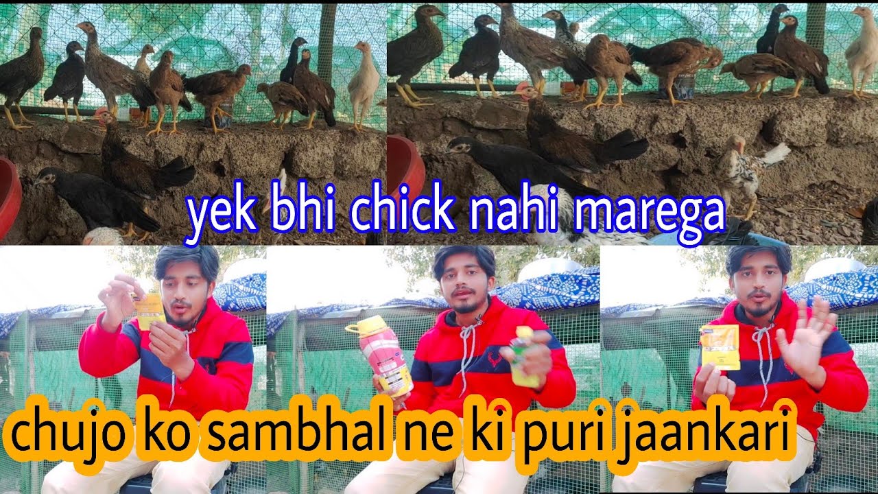 murgi ke chuje bilkul nahi marege | chicks total schedule