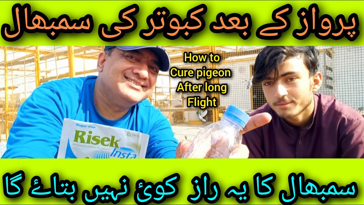 Kabootar ki sambhal ka tarika | kabutar ki sambhal kaisay karain | pigeon care after long flying