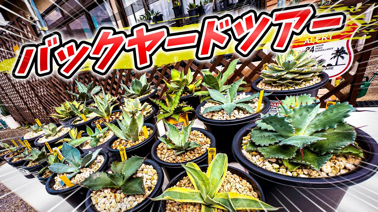 【アガベ】続続・沼にハマった男の末路 No.077