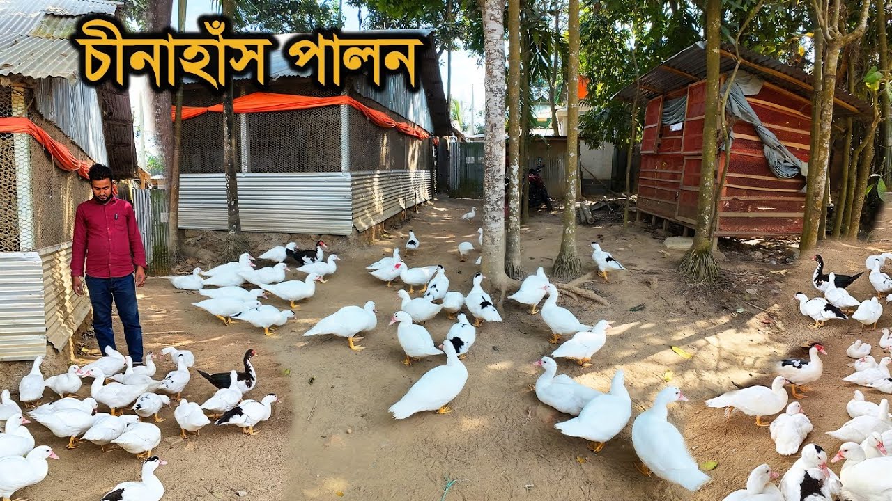 শীতকালে চীনা হাঁসের সঠিক পরিচর্যা ও রোগ প্রতিরোধ। Keeping Muscovy Ducks In Winter 2025