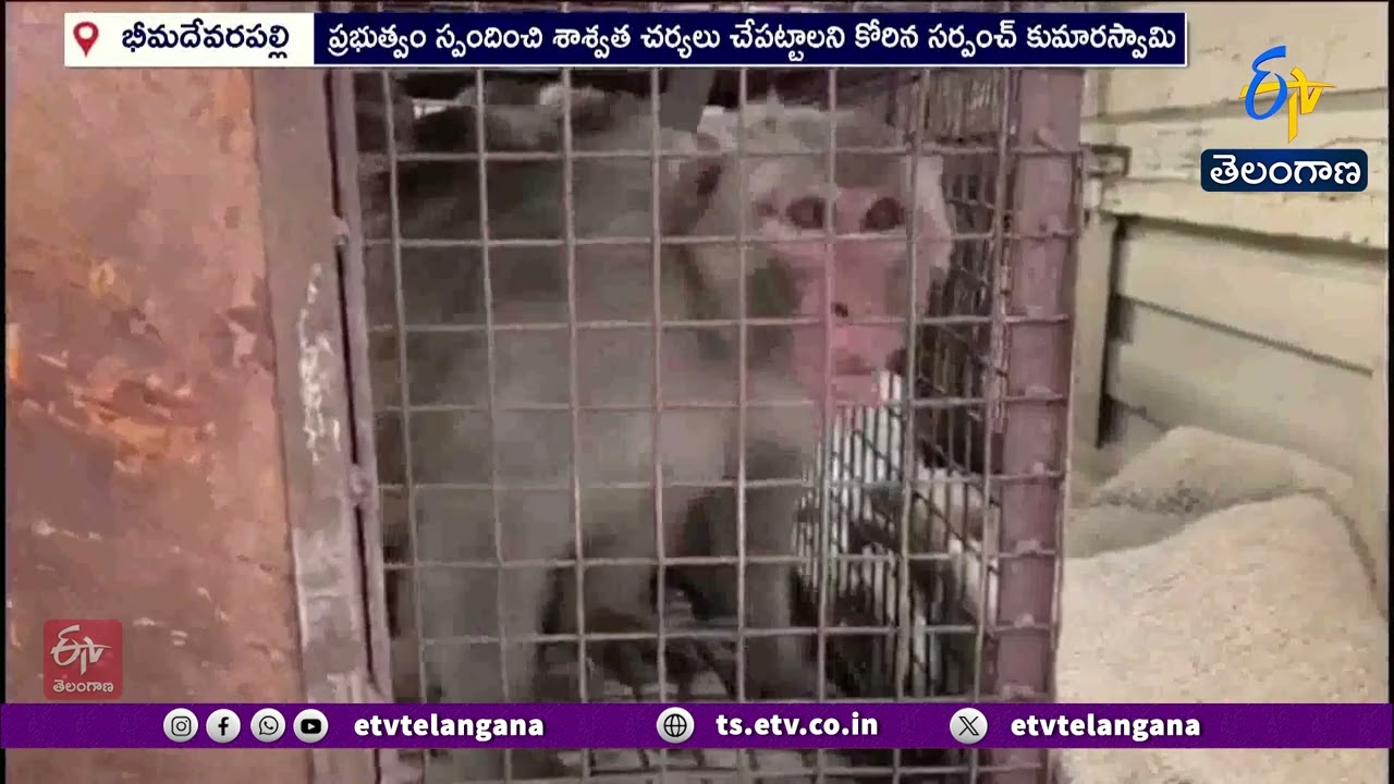 Monkey Menace in Hanumakonda | 50–60 Captured Daily | హనుమకొండలో కోతుల బీభత్సం