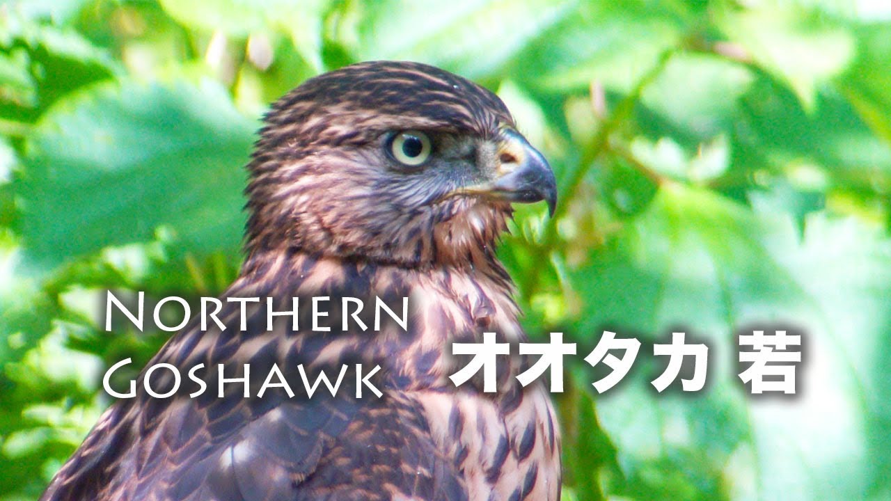 野鳥撮影・ オオタカ・狩りのトレーニング