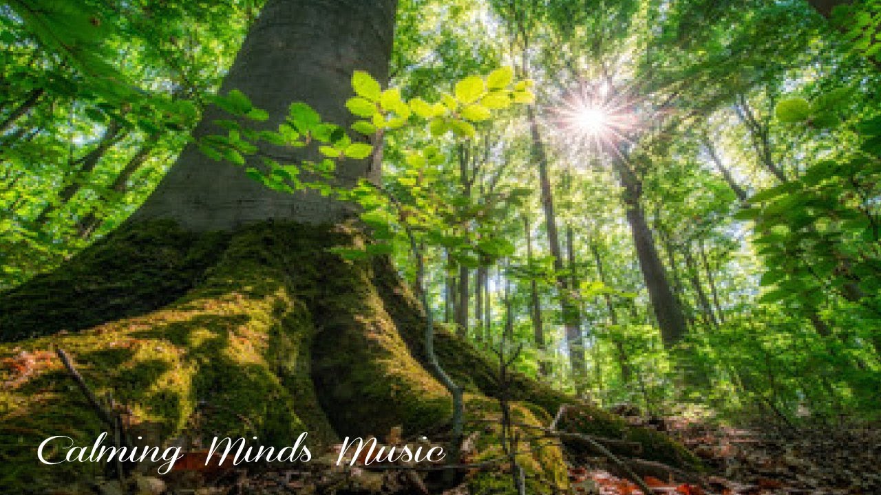 Relaxing Guitar and Beautiful Nature Scenes