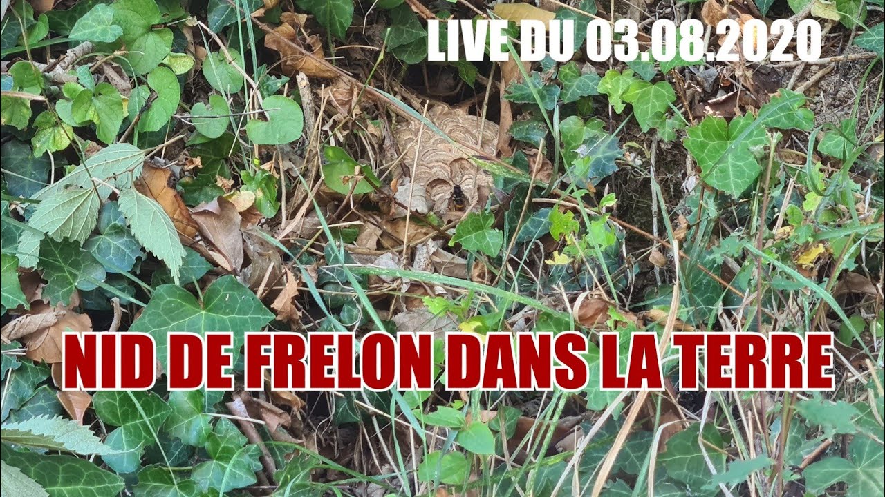 🔴 Nid de Frelon dans la terre