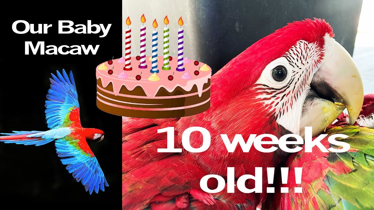 10 week old baby Macaw Parrot | Maui the Macaw