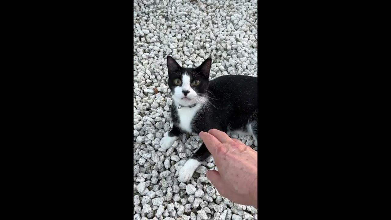 Petting feral cats after one year of building trust