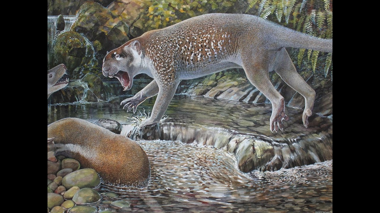 Extinct kangaroo like lion discovered Australia and after reaching Australia, its extinction occurs