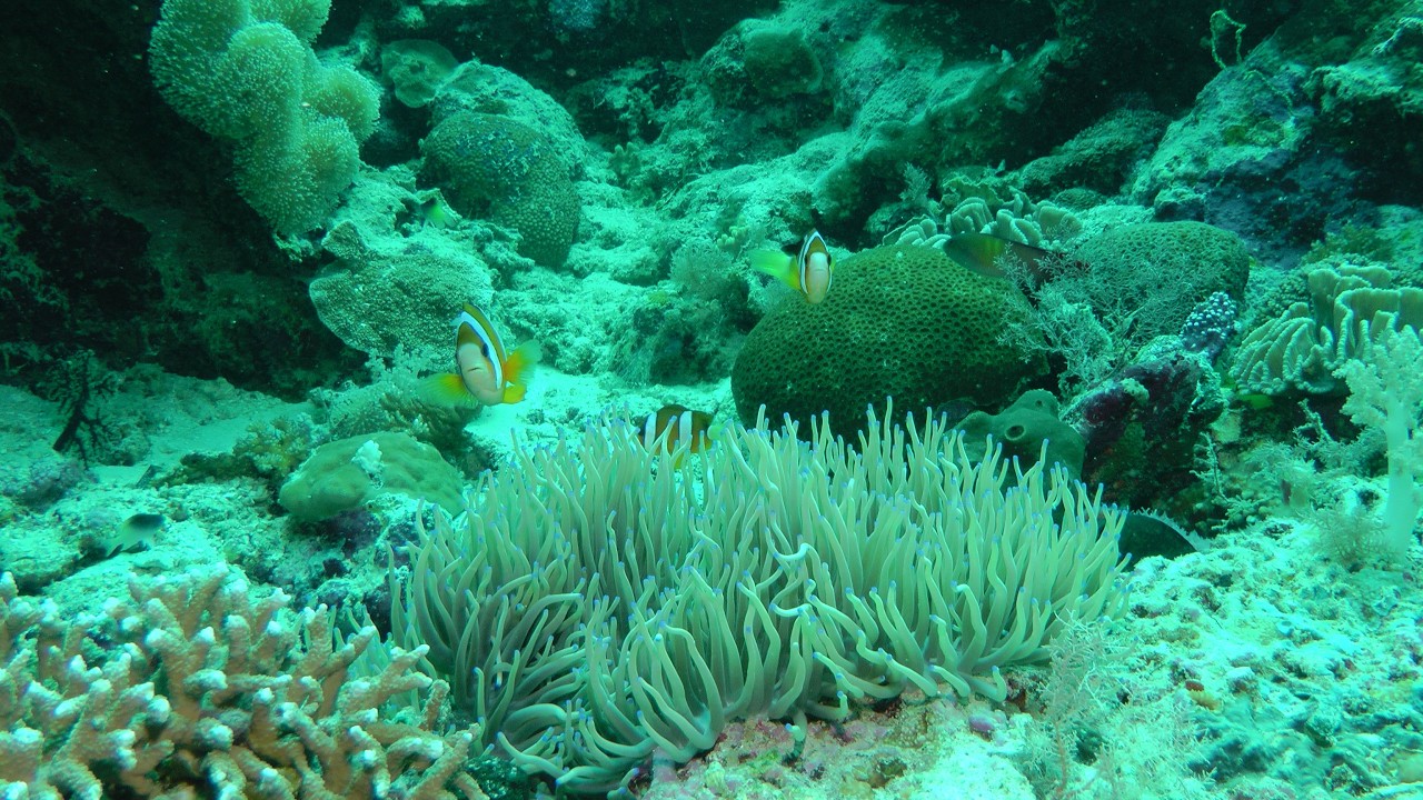 Clarks-Anemonenfisch /  Yellowtail Clownfish (Amphiprion clarkii)