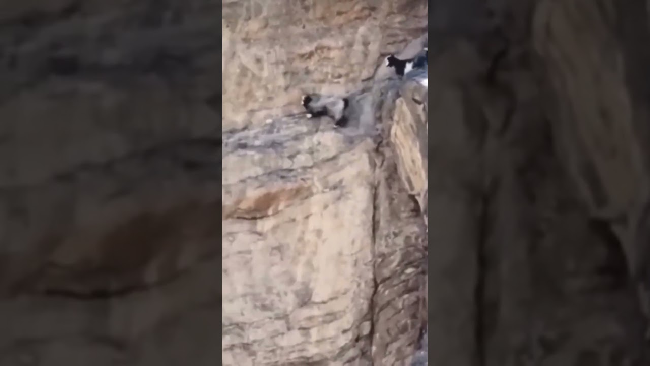 A moment of a goat falling from a mountain. #mountains  #the mountain