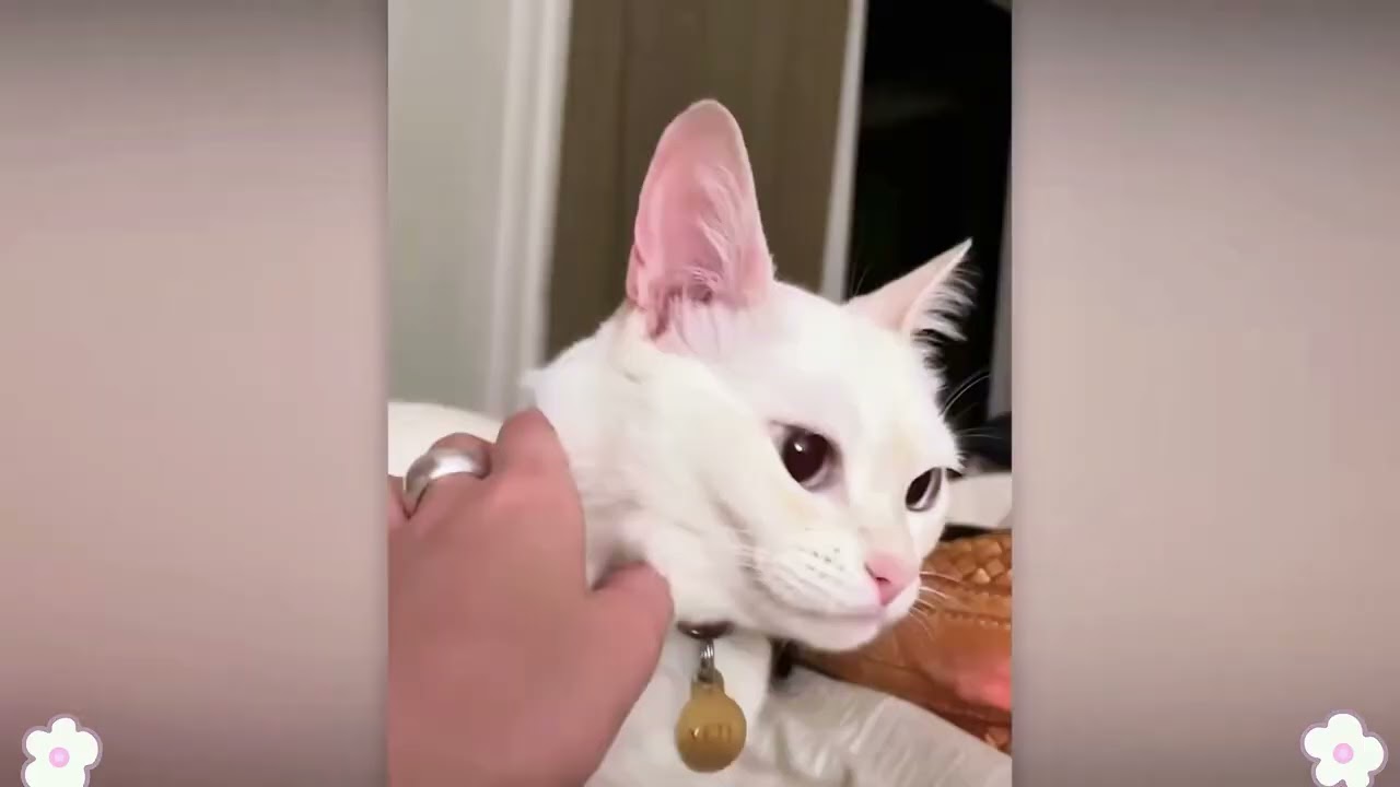 Try Not To Laugh 😅 Best Funny Cats and Dogs Videos 2026 😹🐶 Part 3